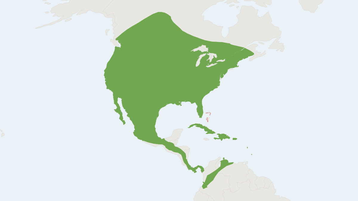 Range map of the Big Brown Bat (Eptesicus fuscus)