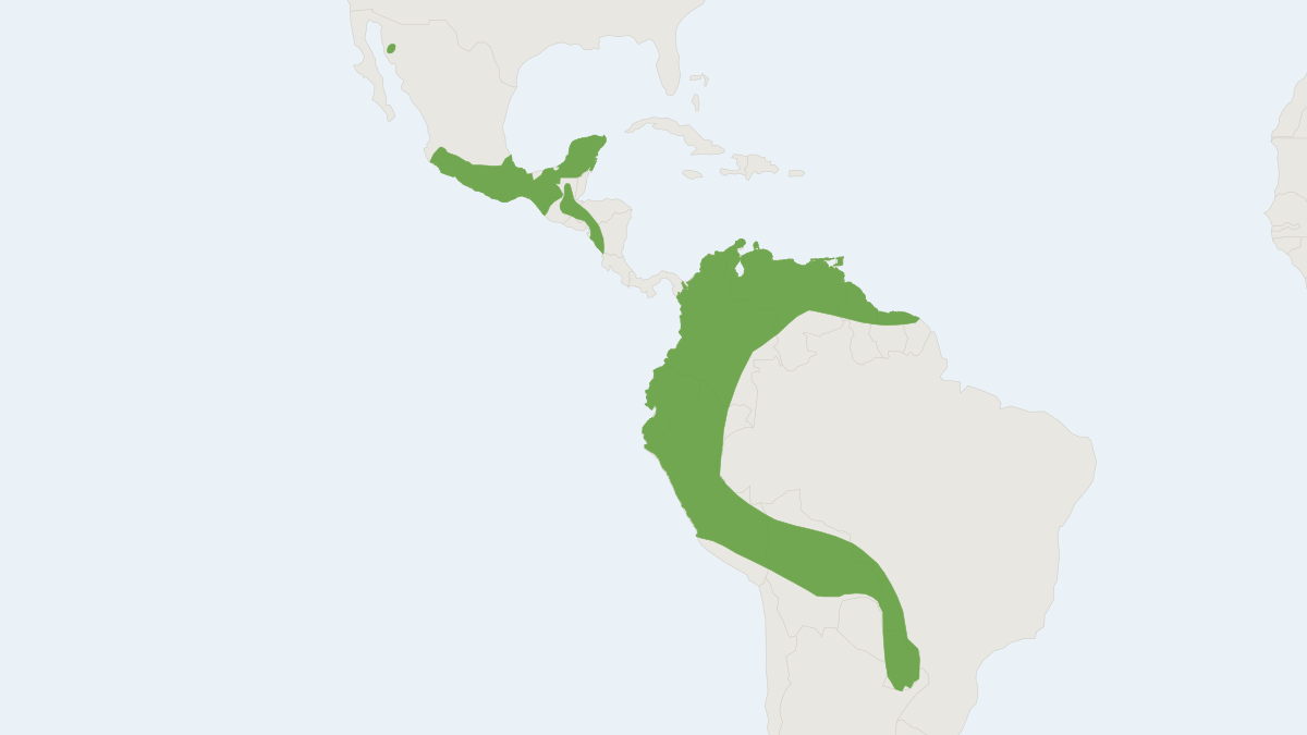 Range map of the Big Crested Mastiff Bat (Promops centralis)