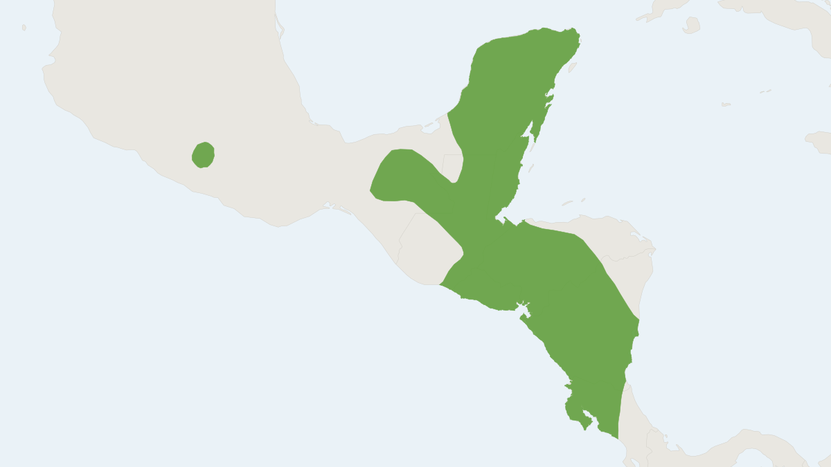 Range map of the Big-eared Climbing Rat (Ototylomys phyllotis)