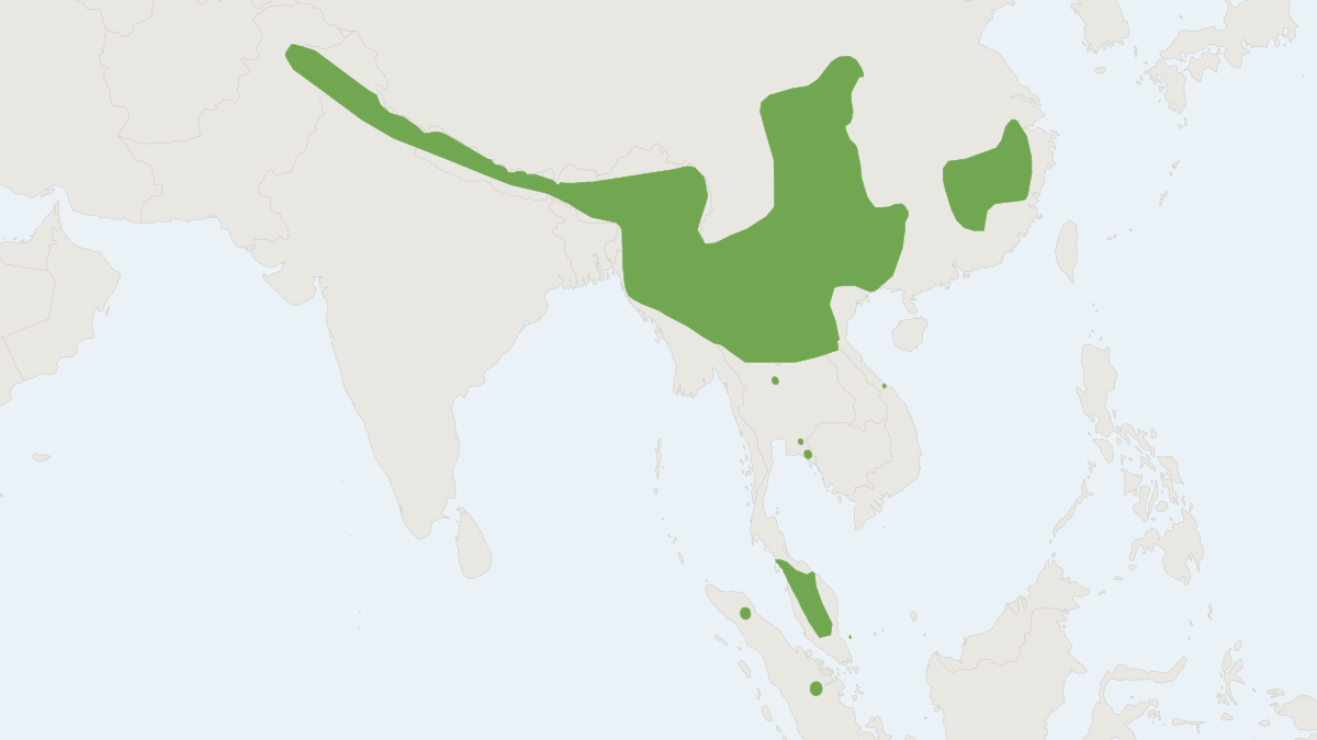 Range map of the Big-eared Horseshoe Bat (Rhinolophus macrotis)