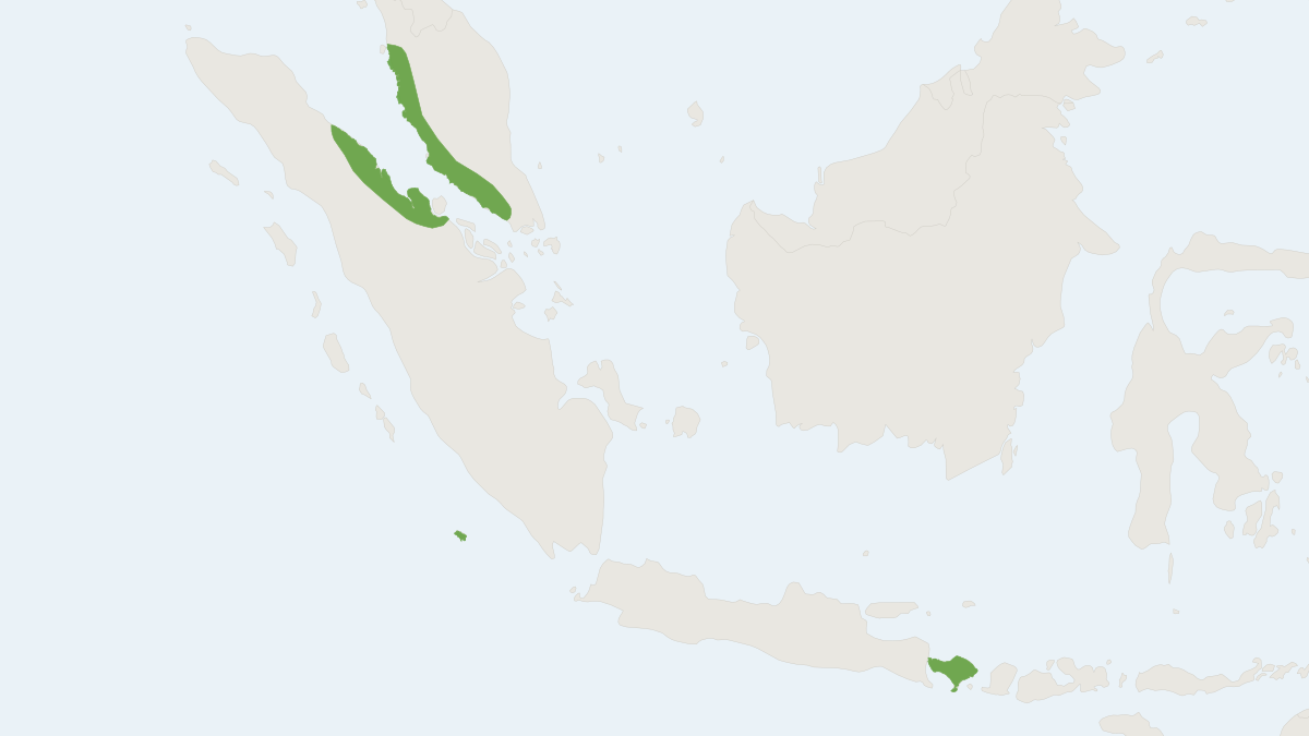 Range map of the Big-eared Pipistrelle (Hypsugo macrotis)