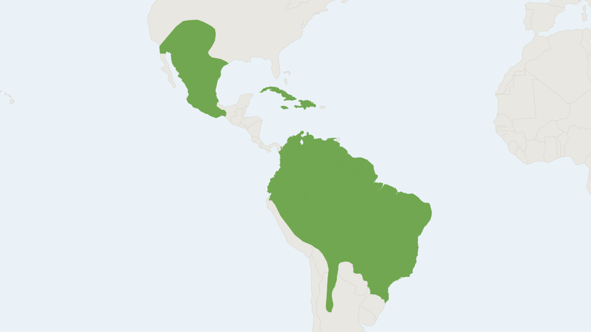 Range map of the Big Free-tailed Bat (Nyctinomops macrotis)
