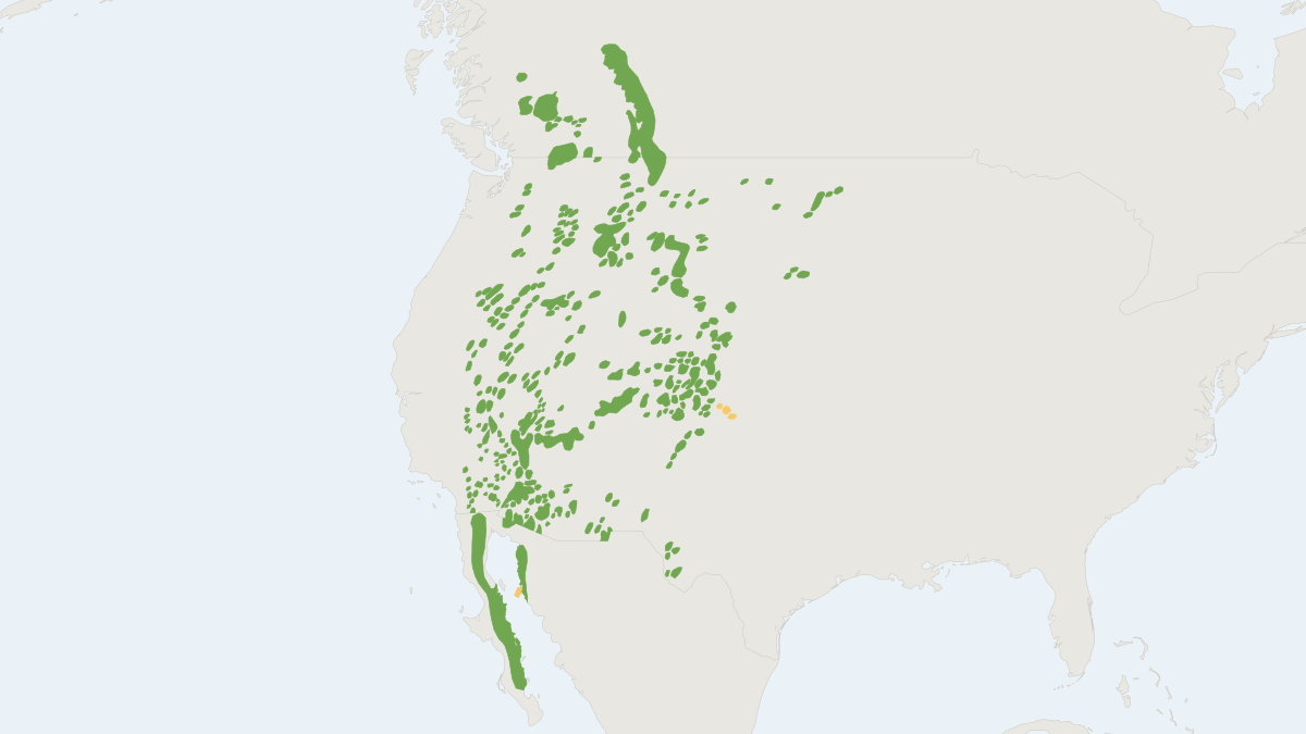 Range map of the Bighorn Sheep (Ovis canadensis) covering Canada, Mexico and United States