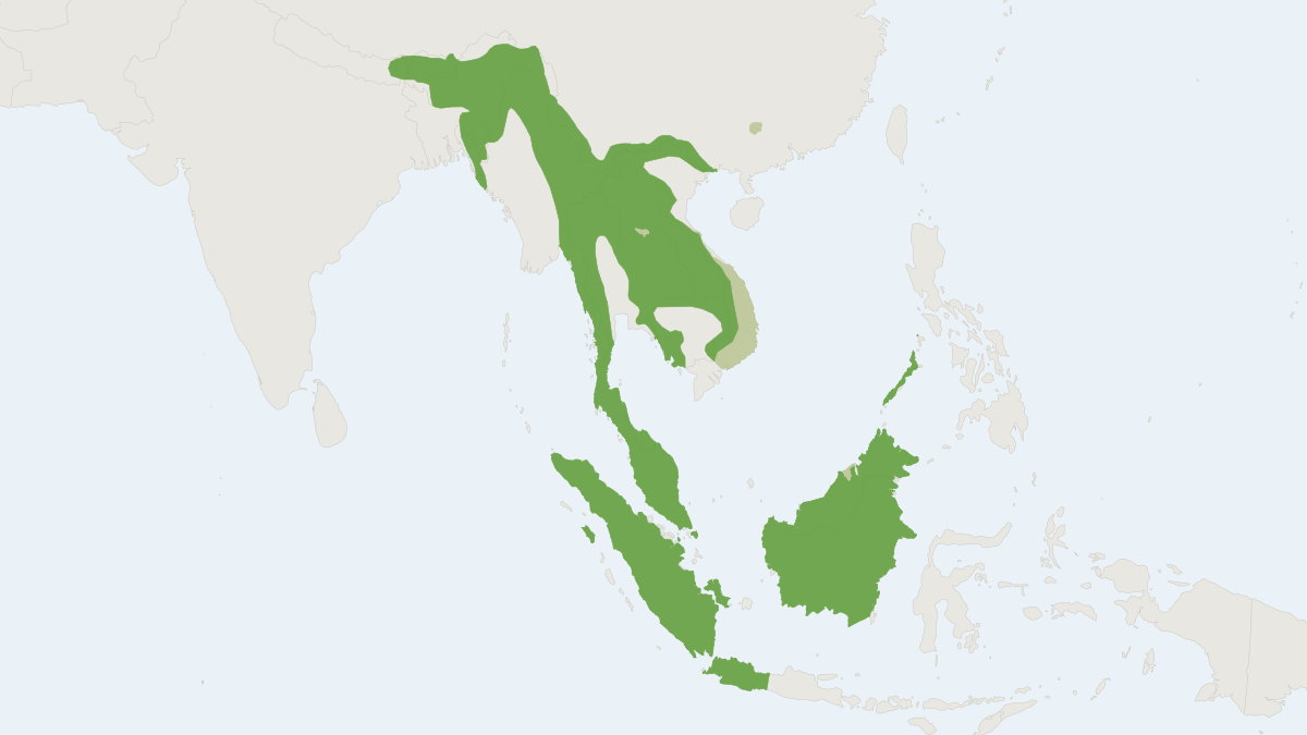 Range map of the Binturong (Arctictis binturong) covering Bangladesh, Cambodia and India