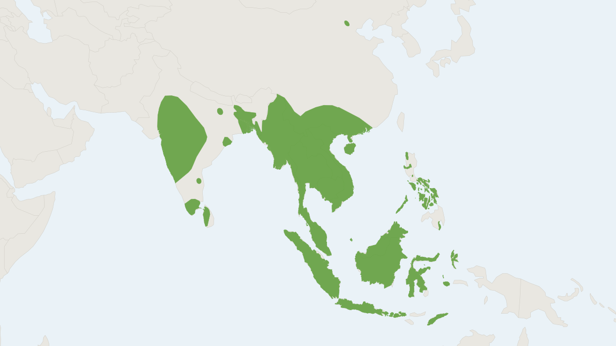 Range map of the Black-bearded Tomb Bat (Taphozous melanopogon)