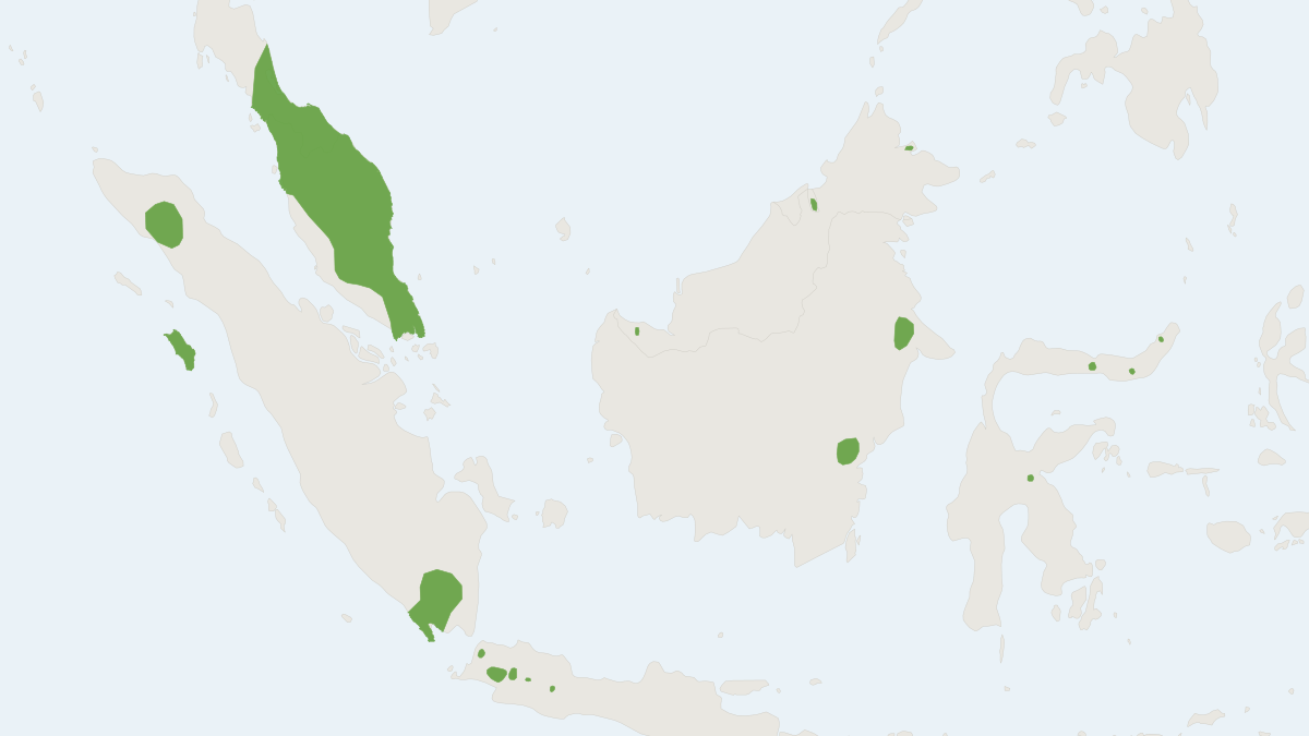 Range map of the Black-capped Fruit Bat (Chironax melanocephalus) covering Brunei, Indonesia and Malaysia
