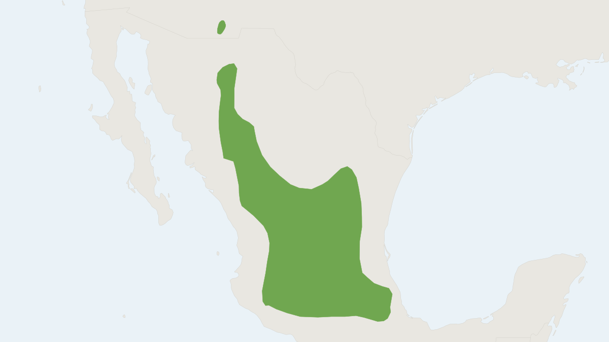 Range map of the Black-eared Mouse (Peromyscus melanotis)
