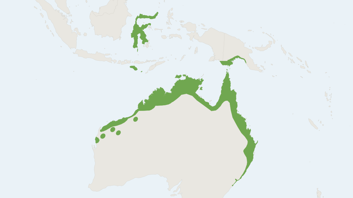 Range map of the Black Flying Fox (Pteropus alecto)