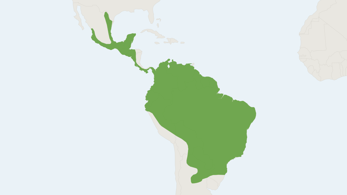 Range map of the Black Mastiff Bat (Molossus rufus)