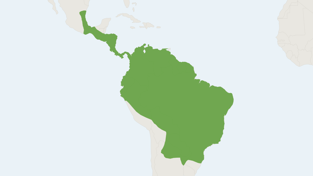 Range map of the Black Myotis (Myotis nigricans)