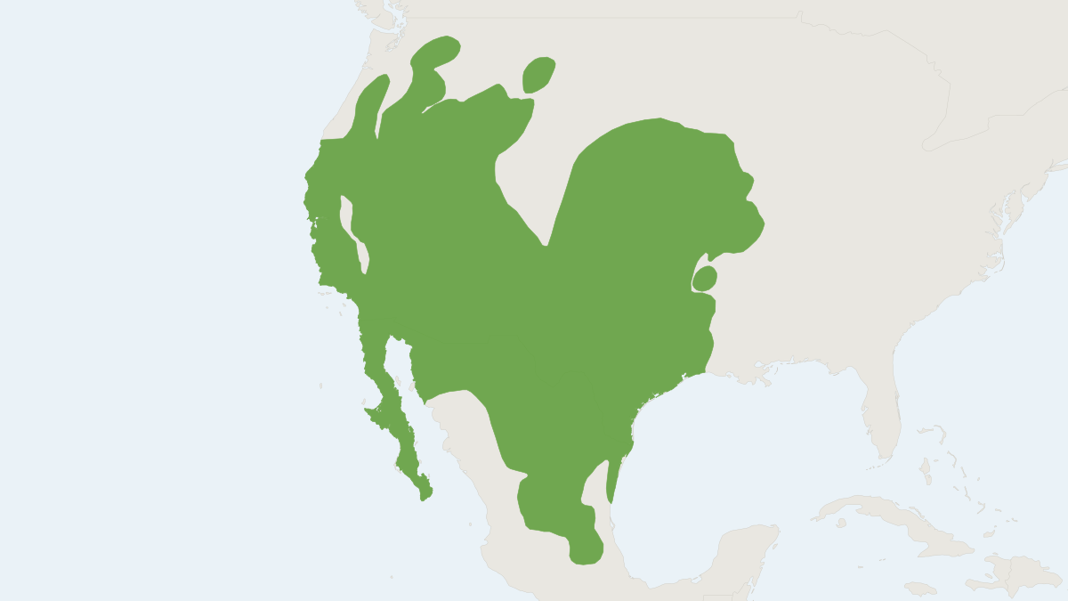Range map of the Black-tailed Jackrabbit (Lepus californicus)
