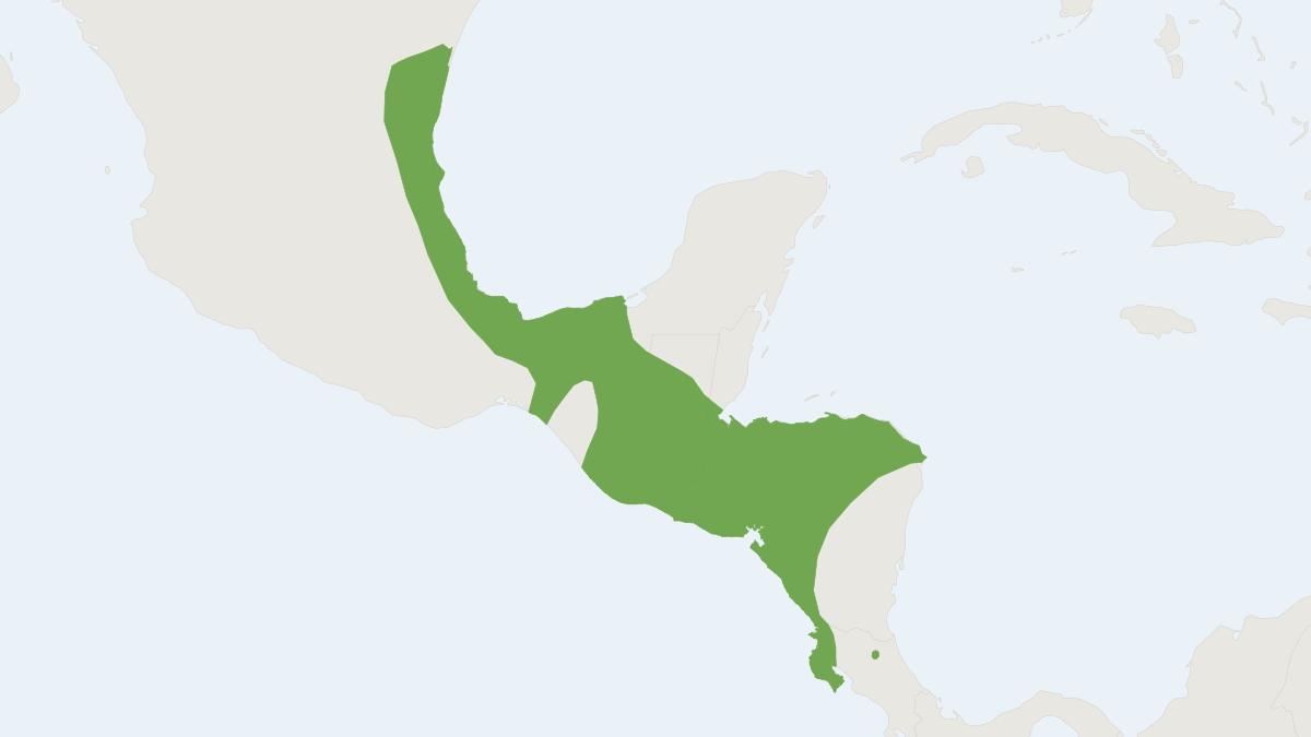 Range map of the Black-winged Little Yellow Bat (Rhogeessa tumida)