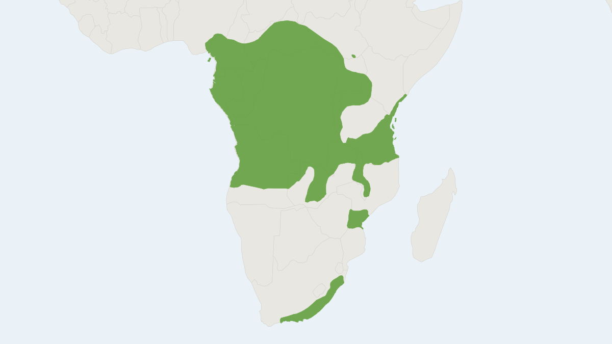 Range map of the Blue Duiker (Philantomba monticola) covering Angola, Cameroon and Democratic Republic of the Congo
