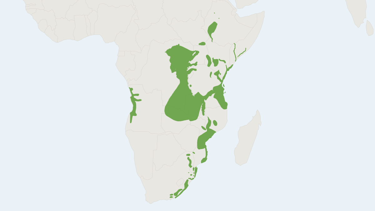 Range map of the Blue Monkey (Cercopithecus mitis) covering Angola, Burundi and Democratic Republic of the Congo
