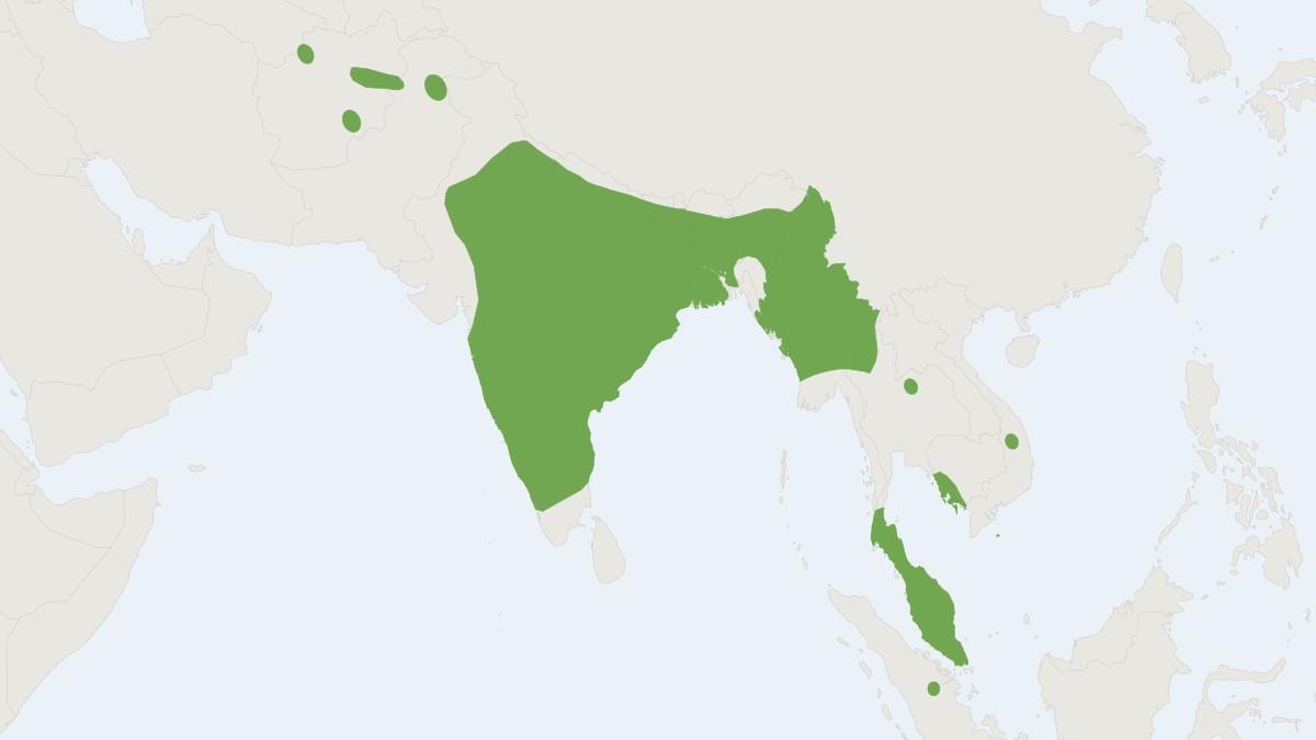 Range map of the Blyth's Horseshoe Bat (Rhinolophus lepidus)