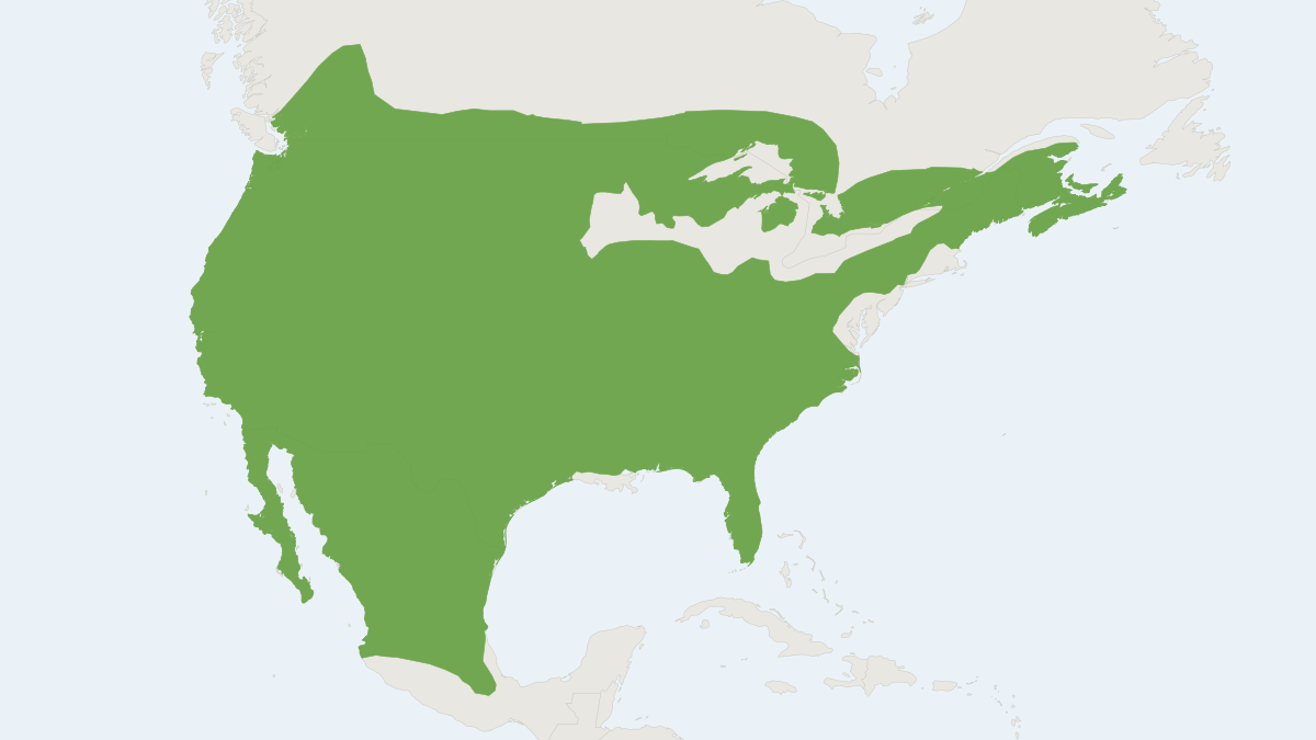 Range map of the Bobcat (Lynx rufus) covering Canada, Mexico and United States