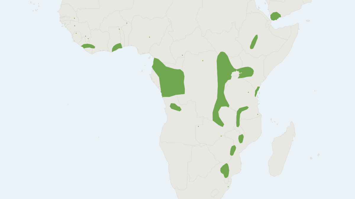 Range map of the Bocage's Myotis (Myotis bocagii)