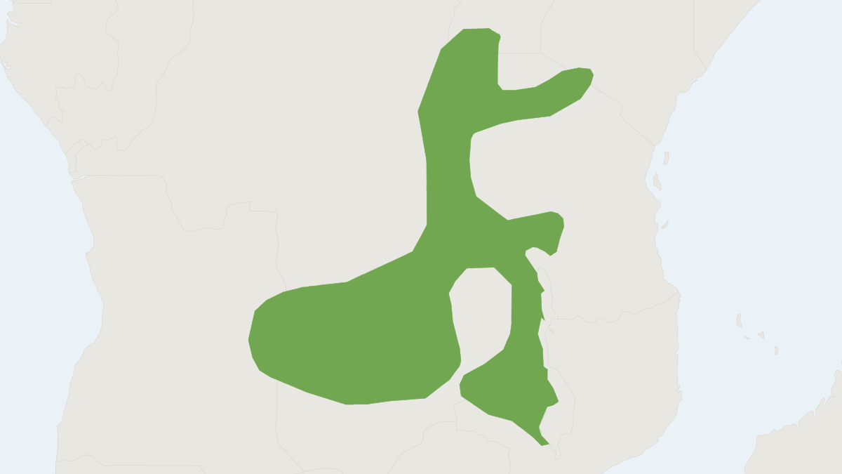 Range map of the Boehm's Gerbil (Gerbilliscus boehmi)
