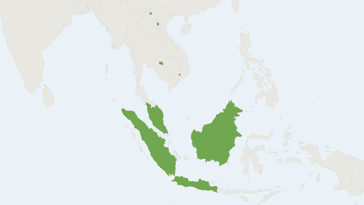 Range map of the Bornean Horseshoe Bat (Rhinolophus borneensis)