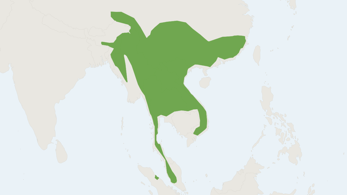 Range map of the Bower's White-toothed Rat (Berylmys bowersii)