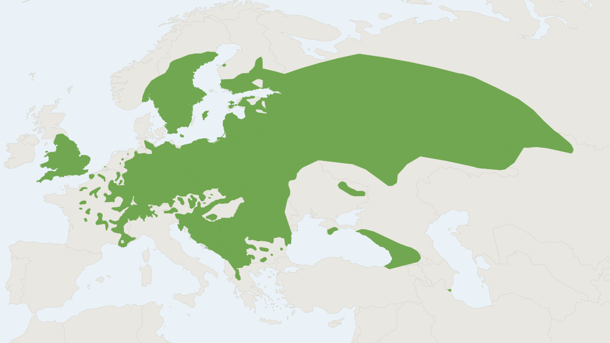 Range map of the Brandt's Bat (Myotis brandtii)