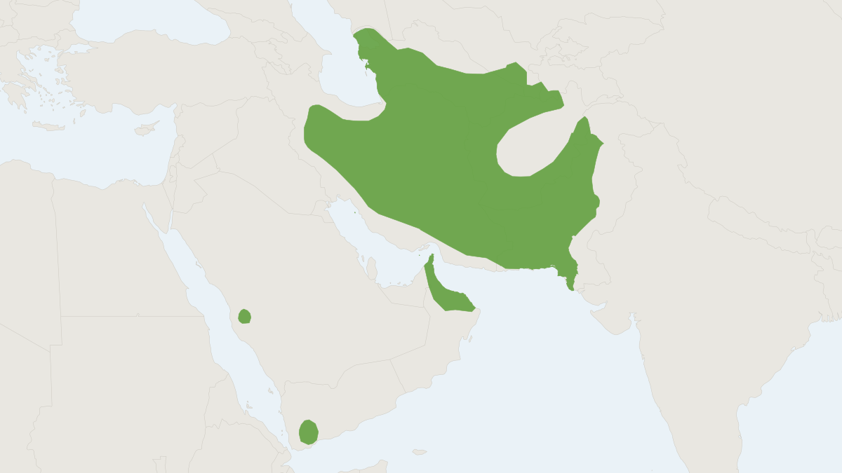 Range map of the Brandt's Hedgehog (Paraechinus hypomelas)