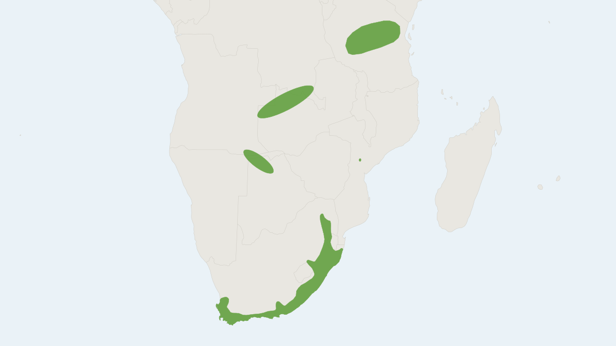 Range map of the Brants's African Climbing Mouse (Dendromus mesomelas)