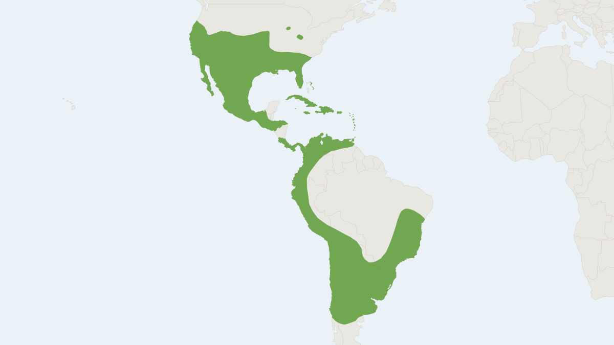 Range map of the Brazilian Free-tailed Bat (Tadarida brasiliensis) covering Argentina, Chile and Mexico