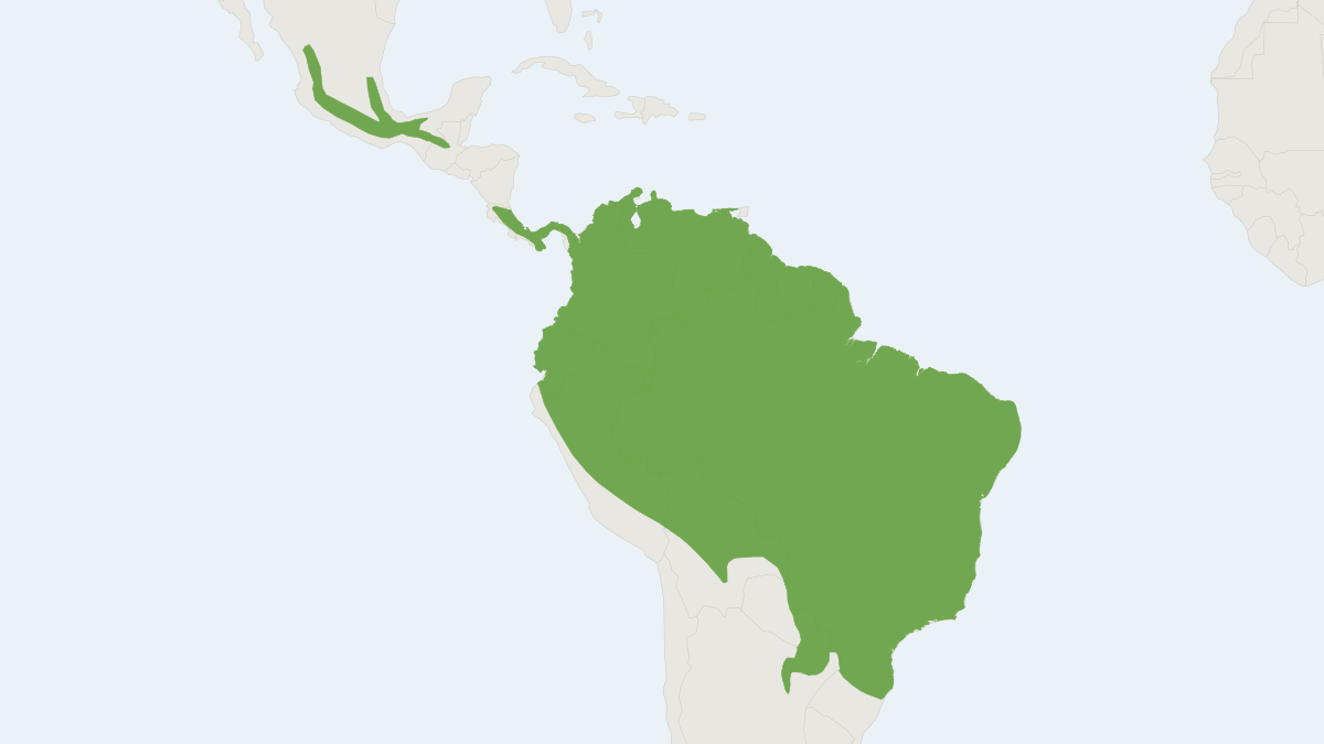 Range map of the Brazilian Serotine (Neoeptesicus brasiliensis)