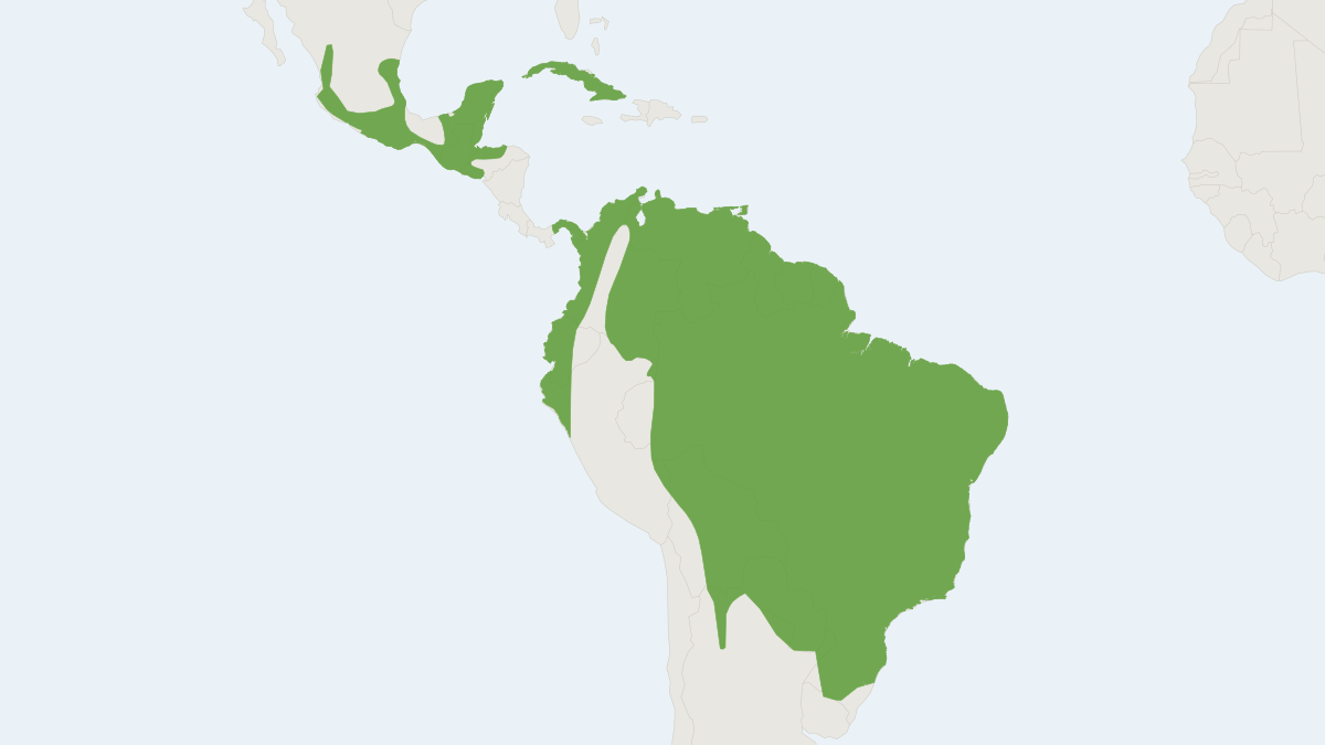 Range map of the Broad-eared Bat (Nyctinomops laticaudatus)