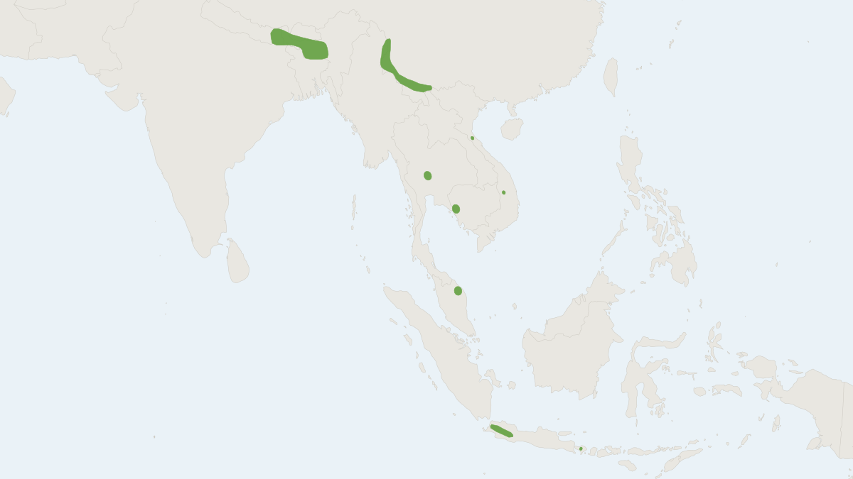 Range map of the Bronze Sprite (Arielulus circumdatus)