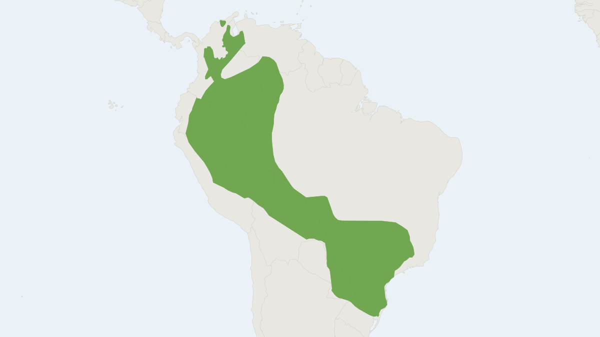 Range map of the Brown-eared Woolly Opossum (Caluromys lanatus) covering Bolivia, Brazil and Colombia