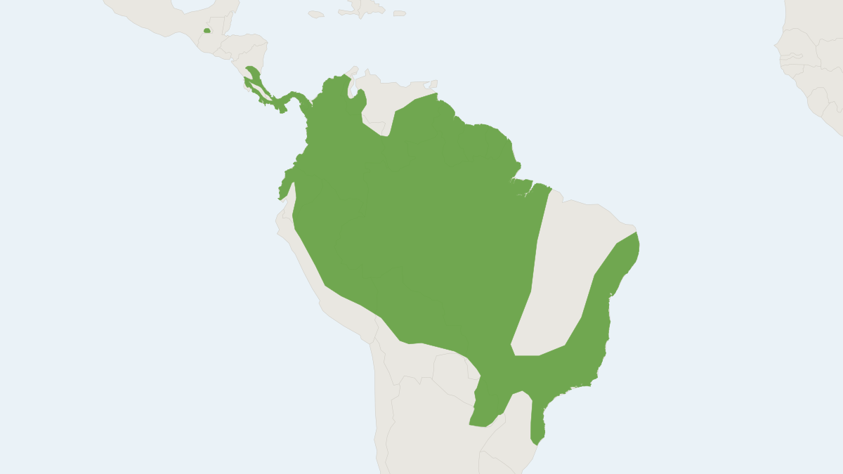 Range map of the Brown Four-eyed Opossum (Metachirus nudicaudatus)