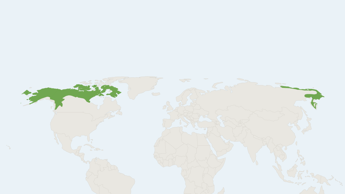 Range map of the Brown Lemming (Lemmus trimucronatus)