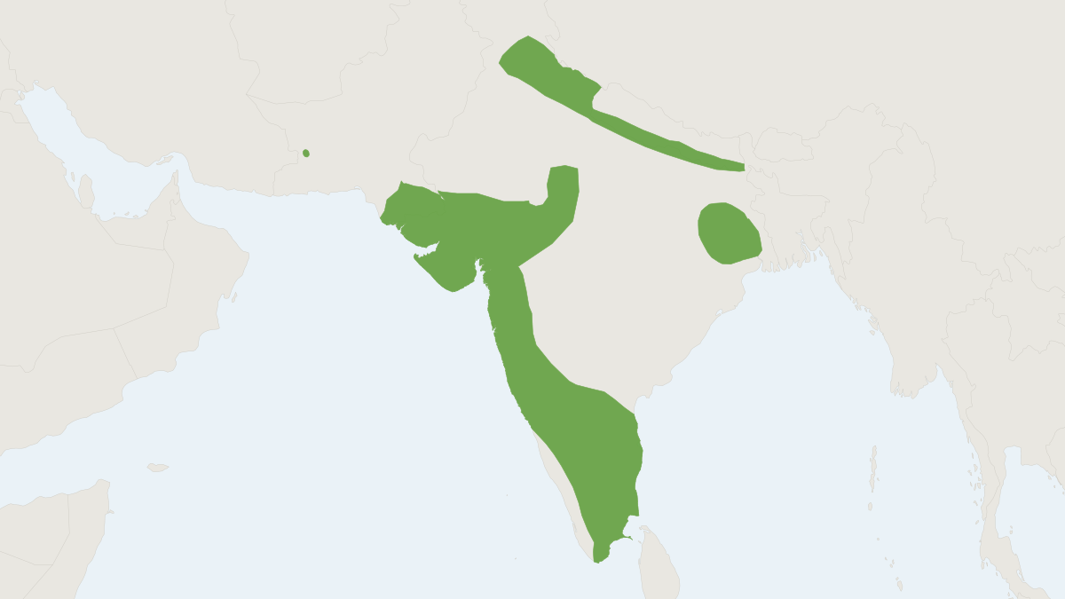Range map of the Brown Spiny Mouse (Mus saxicola)