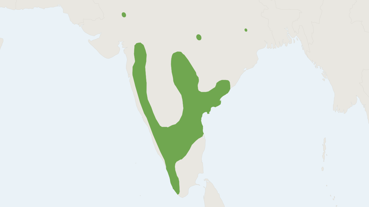 Range map of the Brown Spiny Mouse (Mus platythrix)