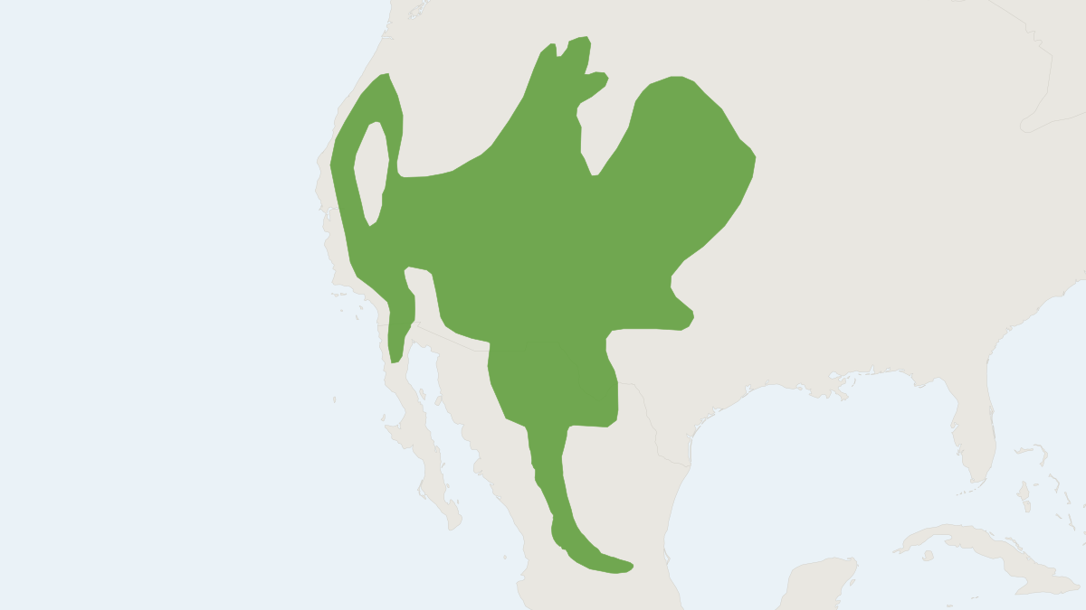 Range map of the Brush Mouse (Peromyscus boylii)