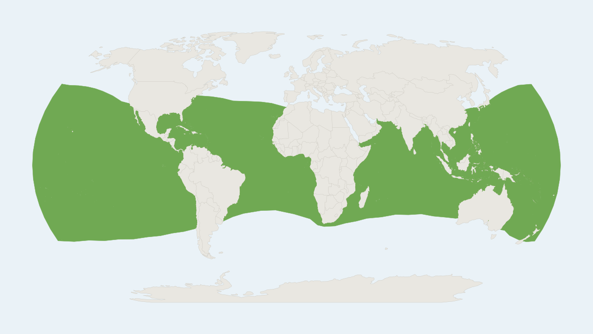 Range map of the Bryde's Whale (Balaenoptera edeni) covering Australia, Japan and Mexico
