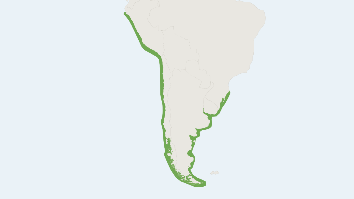 Range map of the Burmeister's Porpoise (Phocoena spinipinnis)
