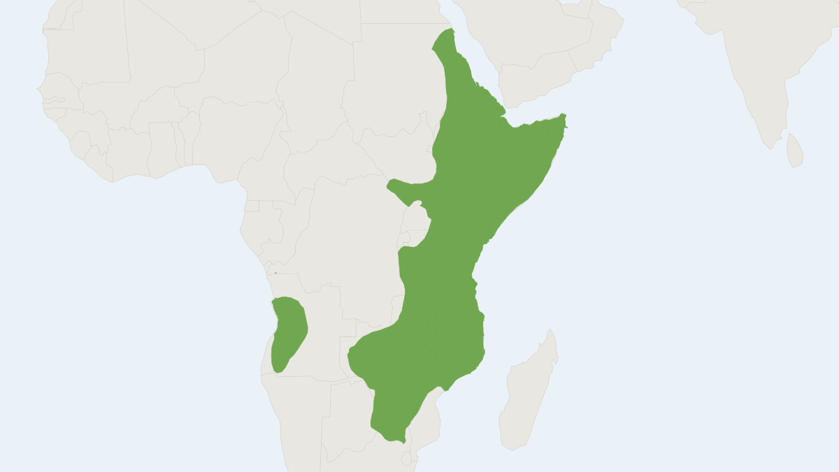 Range map of the Bush Hyrax (Heterohyrax brucei)