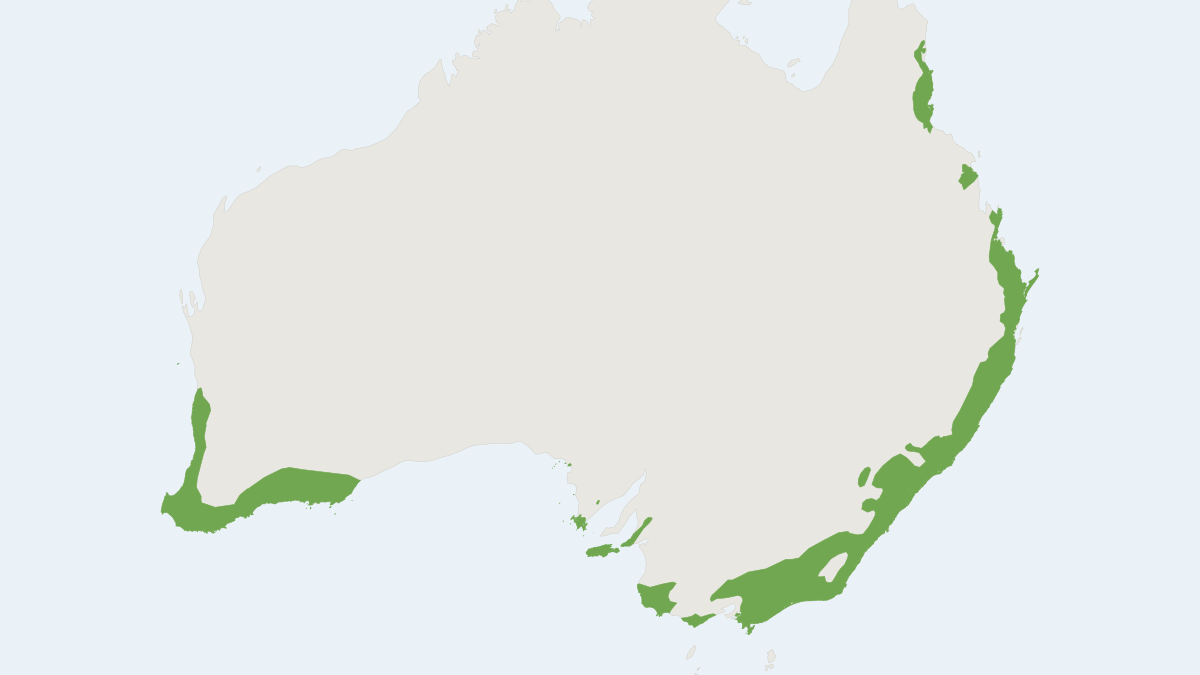 Range map of the Bush Rat (Rattus fuscipes)