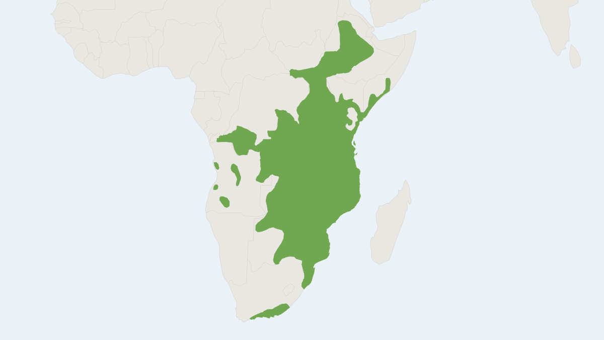 Range map of the Bushpig (Potamochoerus larvatus)