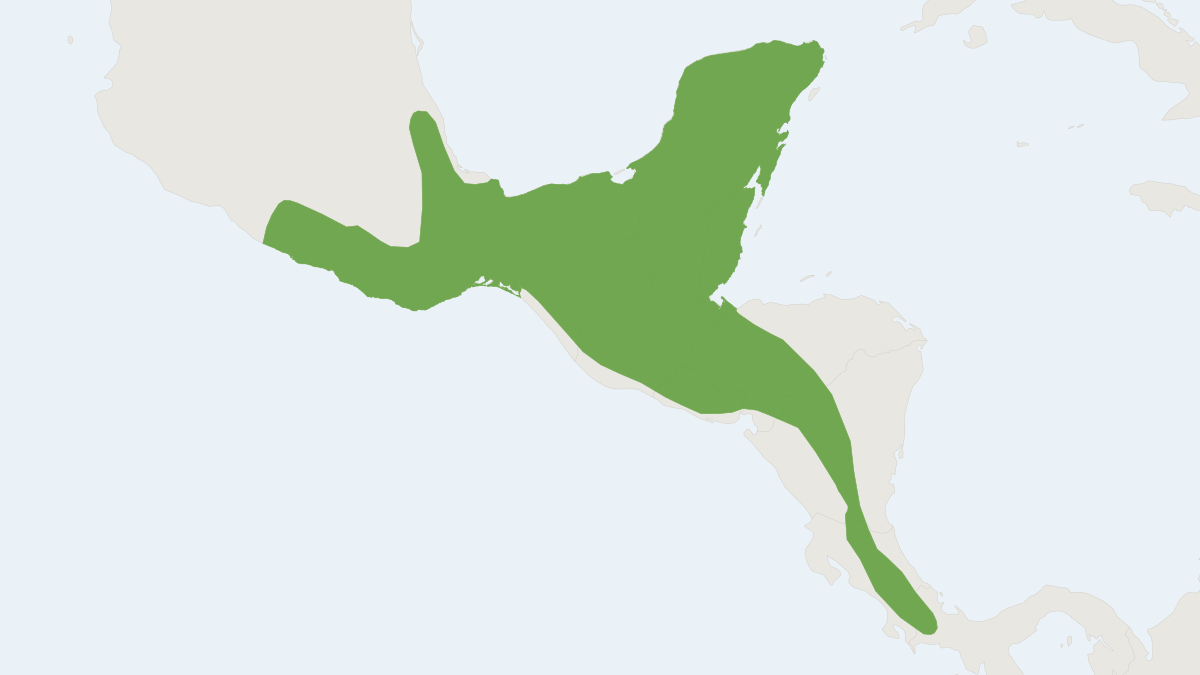 Range map of the Cacomistle (Bassariscus sumichrasti) covering Belize, Costa Rica and El Salvador