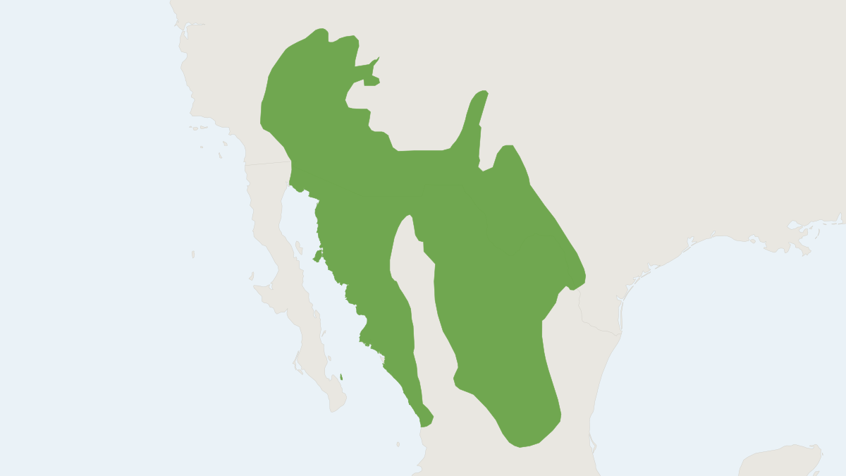 Range map of the Cactus Mouse (Peromyscus eremicus)