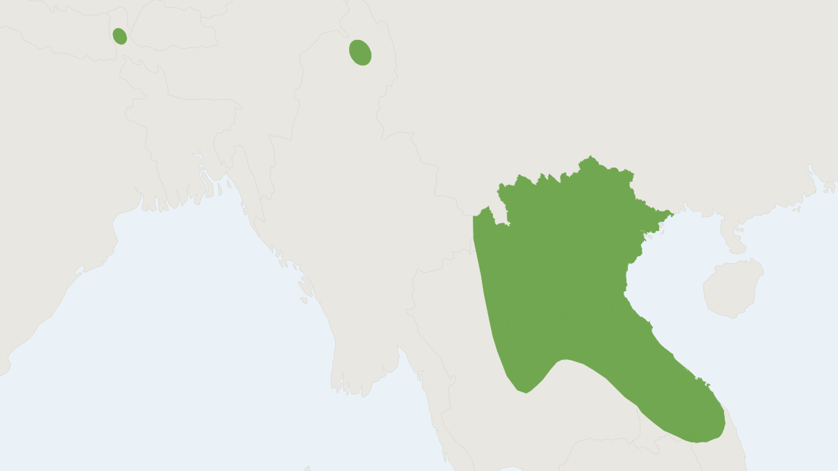 Range map of the Cadorna’s Pipistrelle (Hypsugo cadornae)