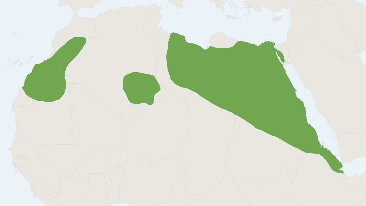 Range map of the Cairo Spiny Mouse (Acomys cahirinus) covering Algeria, Chad and Egypt