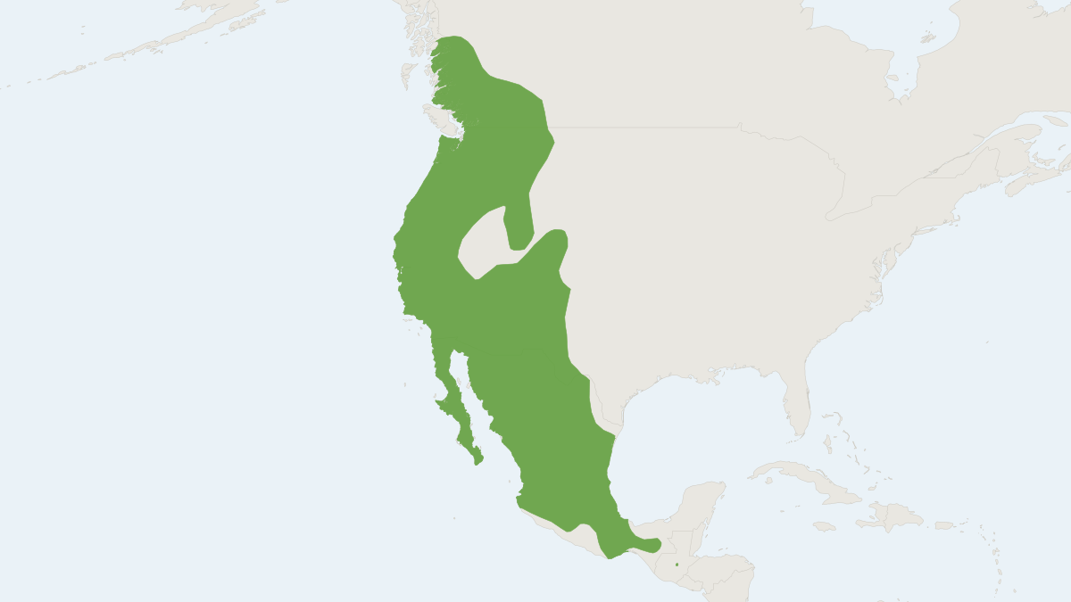 Range map of the California Myotis (Myotis californicus)