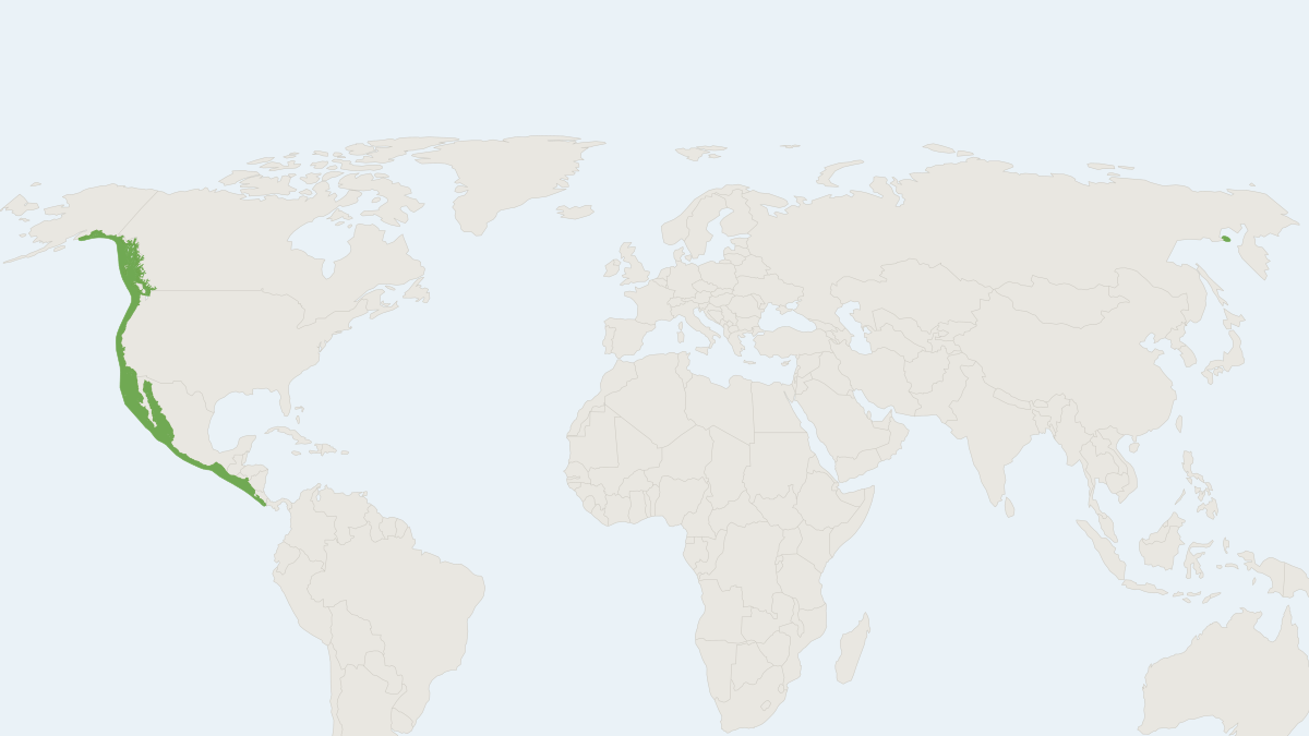 Range map of the Californian Sea Lion (Zalophus californianus) covering Canada and Mexico