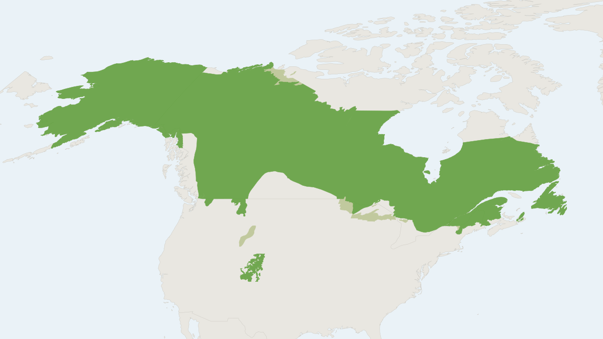 Range map of the Canada Lynx (Lynx canadensis) covering Canada and United States
