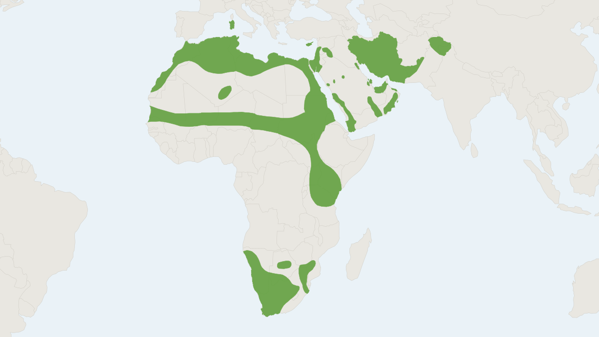 Range map of the Cape Hare (Lepus capensis)